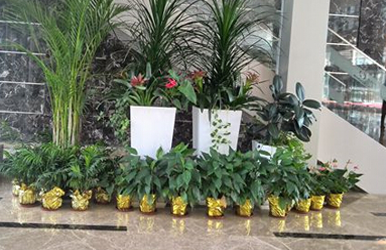 商場(chǎng)綠植租擺